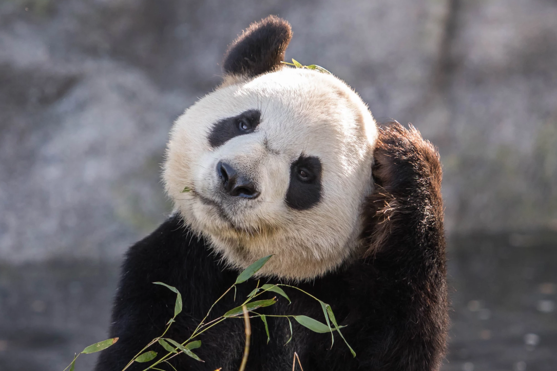 Pandas don't want to die: busting misconceptions - Fight for Wildlife